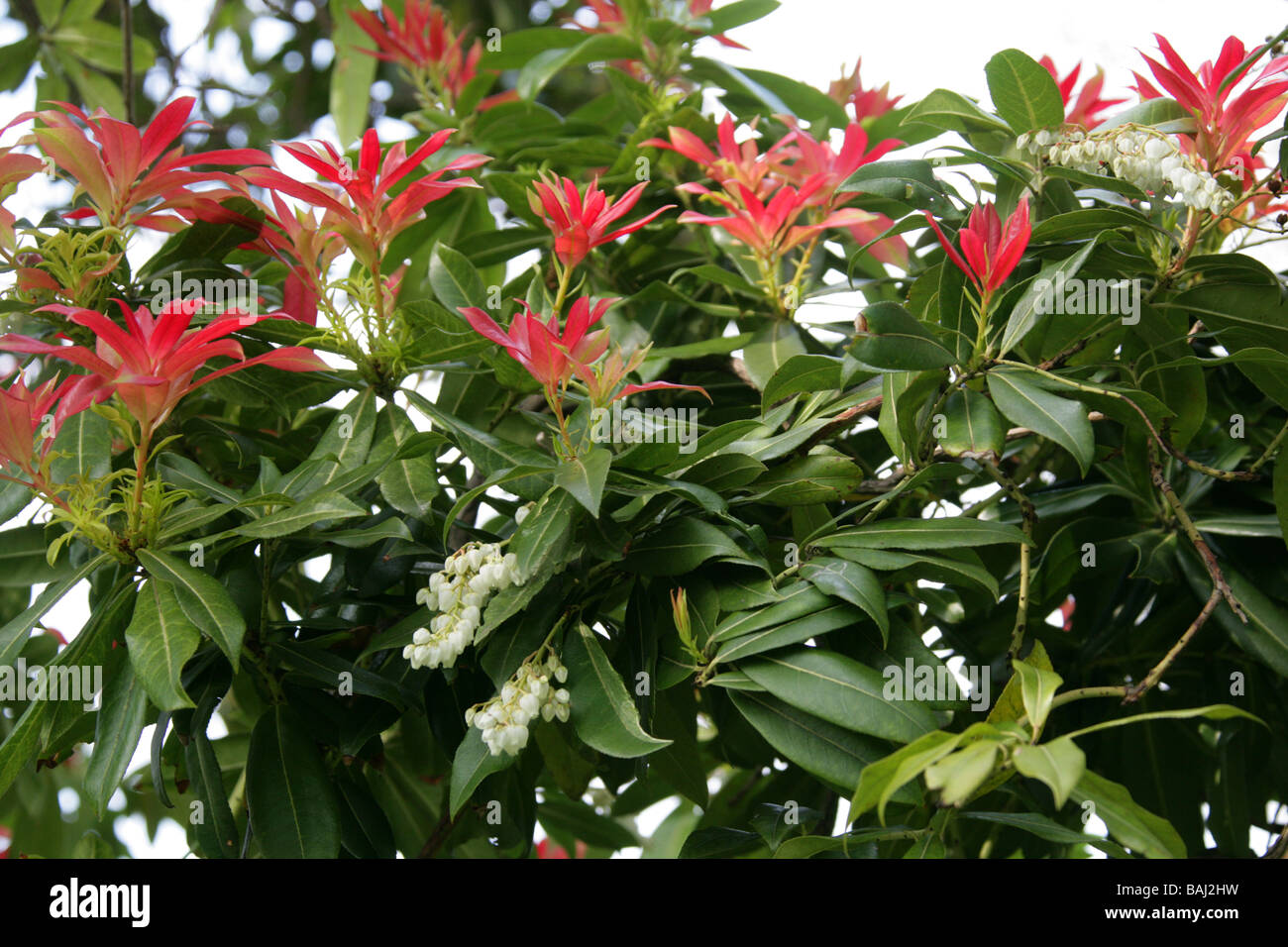 Chinese Pieris Pieris Pieris, l'Himalaya ou formosa var. forrestii, Ericaceae, la Chine et l'himalaya Banque D'Images