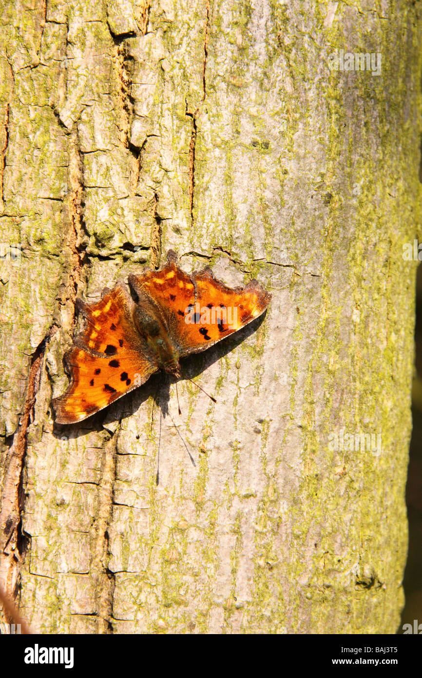 Calbum nymphalis comma butterfly en appui sur le tronc d'un arbre en plein soleil Banque D'Images