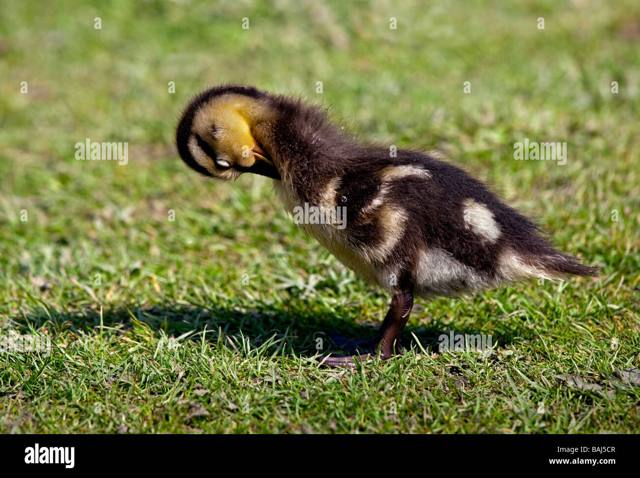 Canard colvert (Anas platyrhynchos) lissage Banque D'Images