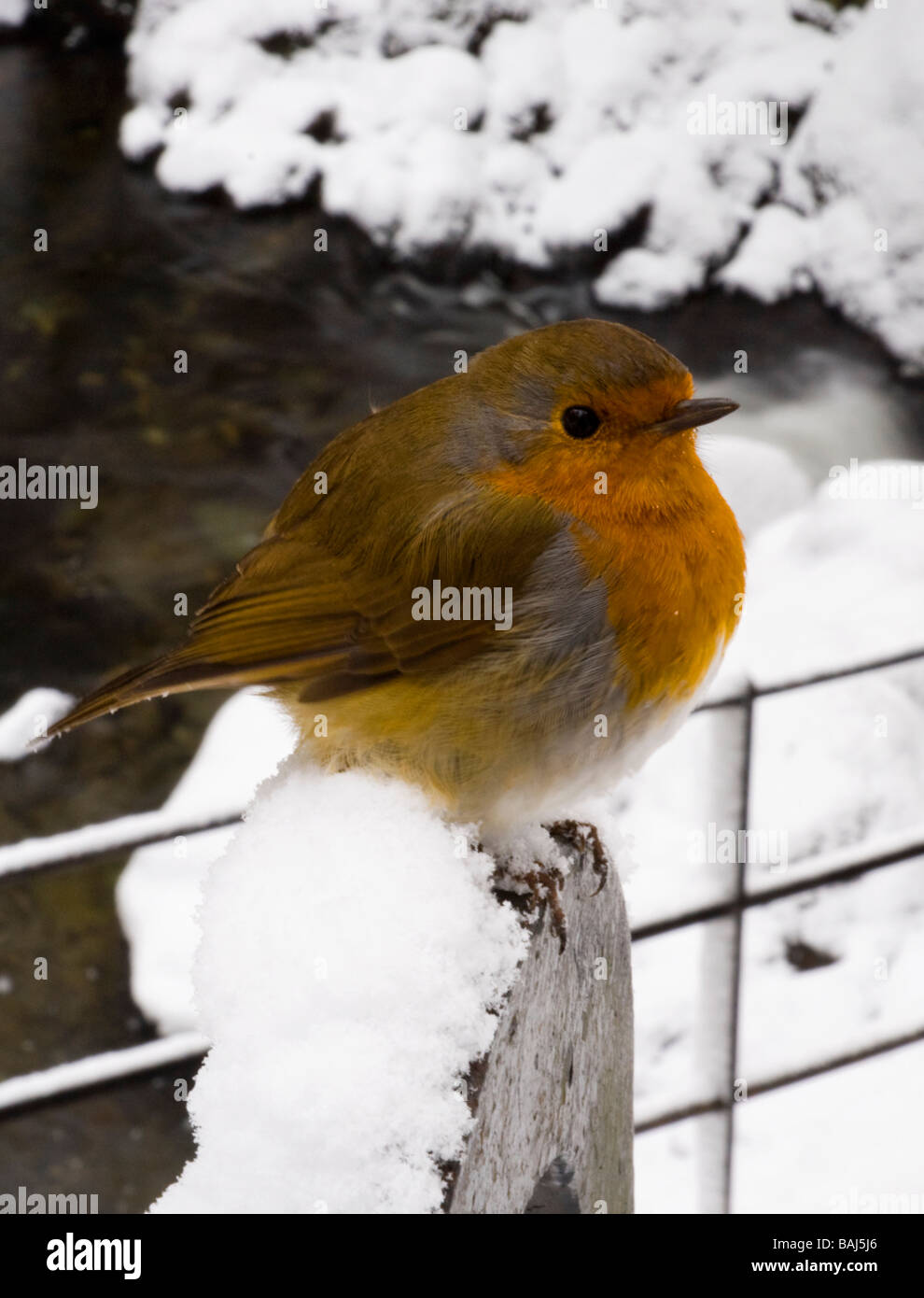 Robin à Aira Force Banque D'Images