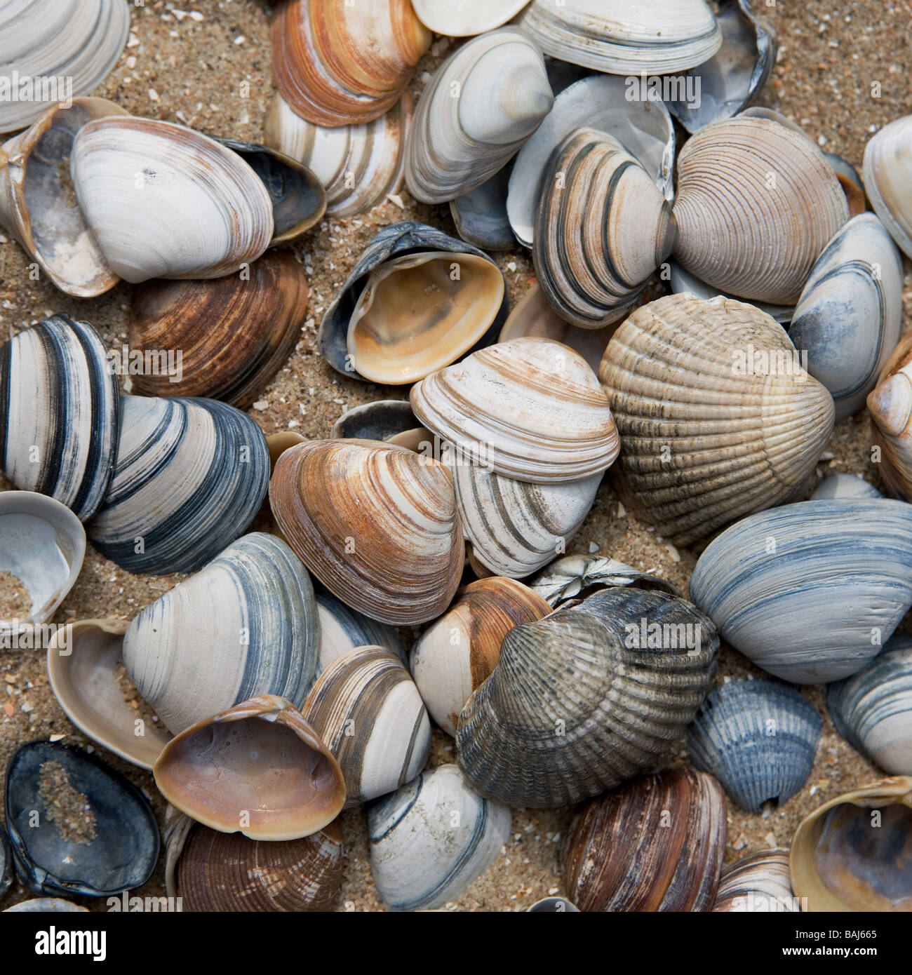 Coquillages Banque D'Images