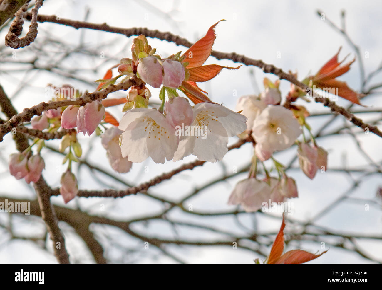 Fleur de printemps de Japanese flowering cherry Prunus serrulata Ojochin Banque D'Images