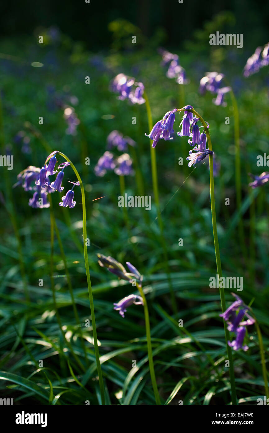 Bluebells bluebell Endymion Non scriptus Scilla Non scripta close up England UK GB British Isles Banque D'Images