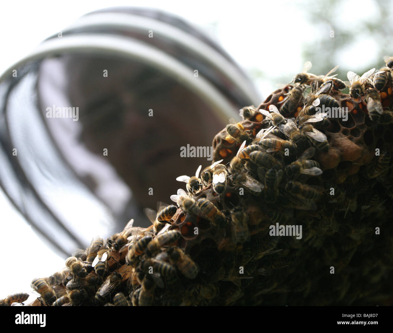 Les abeilles à miel avec Beekeper Banque D'Images