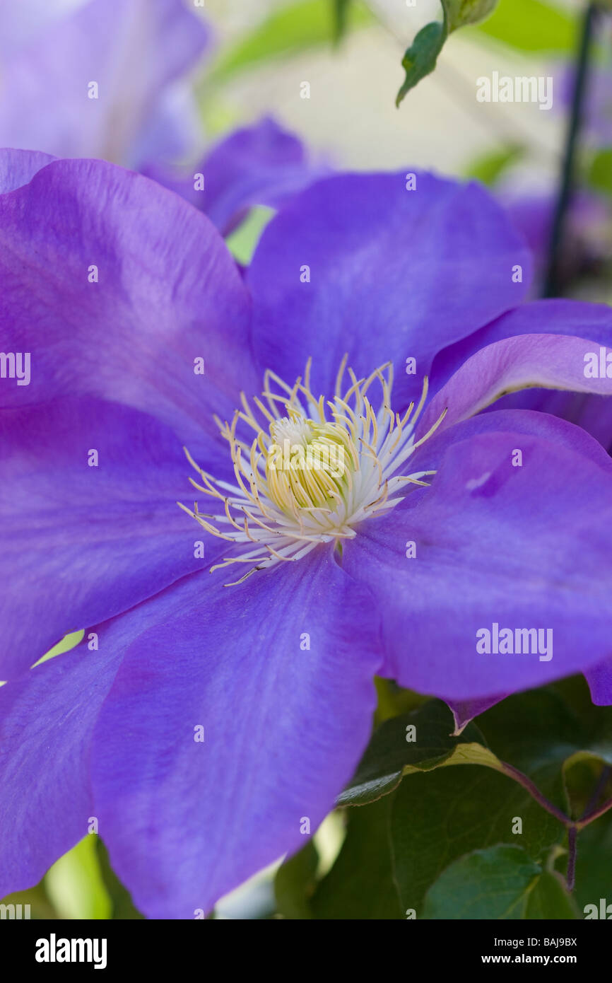 Fleur de clématite bleue Banque D'Images