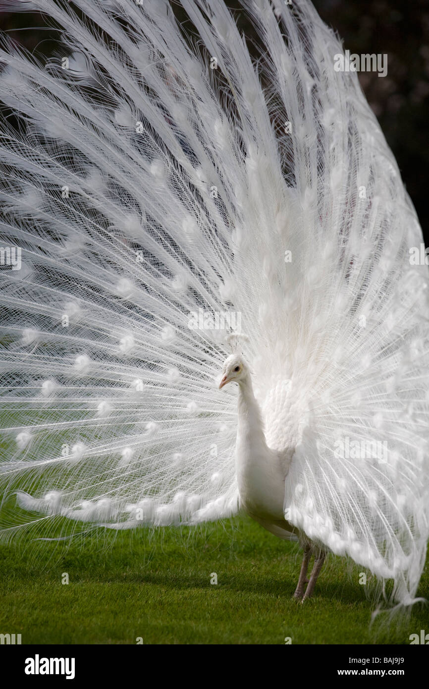 Un Paon albinos mâle (Pavo cristatus) répandre sa queue (Italie). Paon bleu (Pavo cristatus) leucistique mâle faisant la roue. Banque D'Images