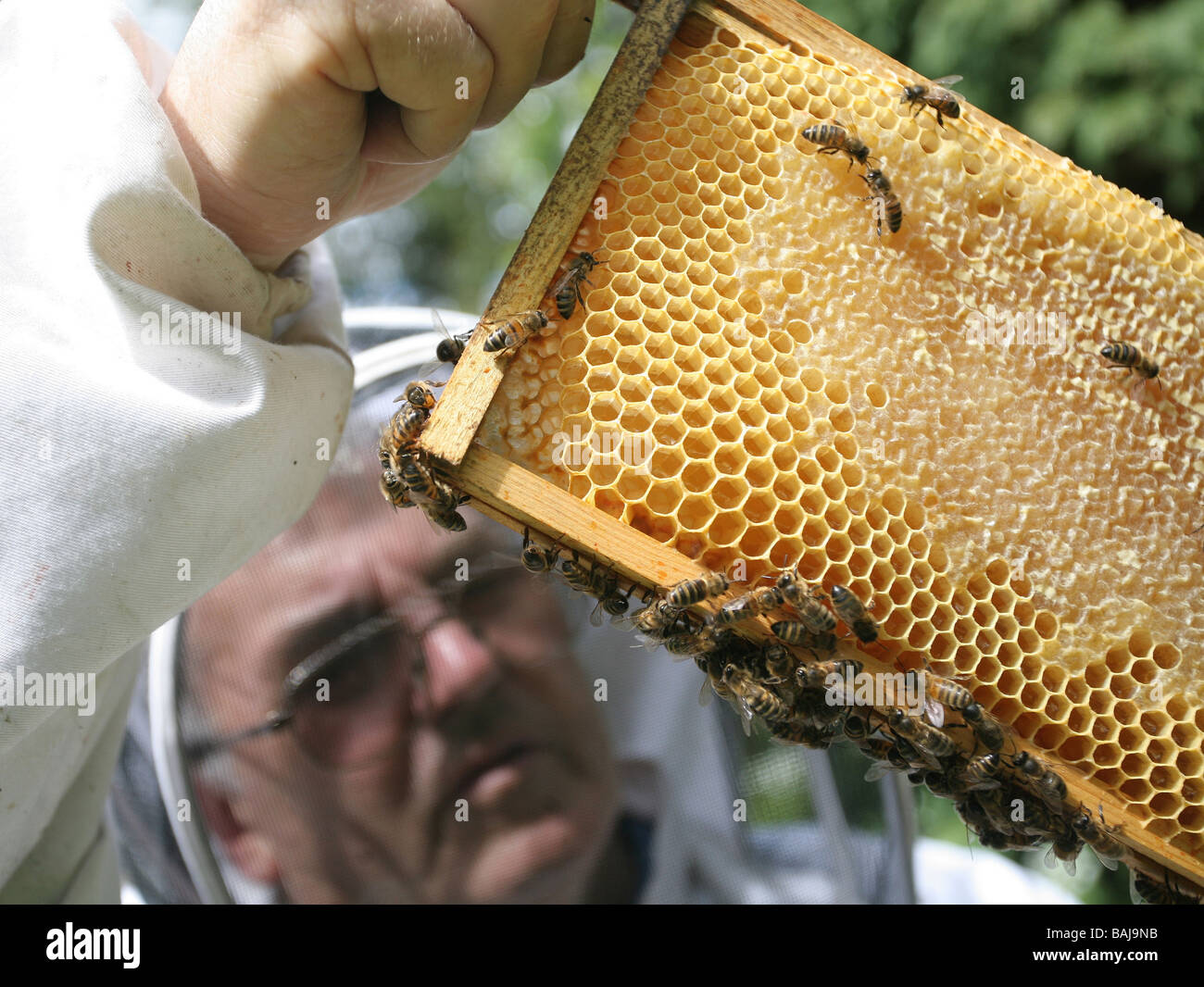 Les abeilles avec l'Apiculteur Banque D'Images