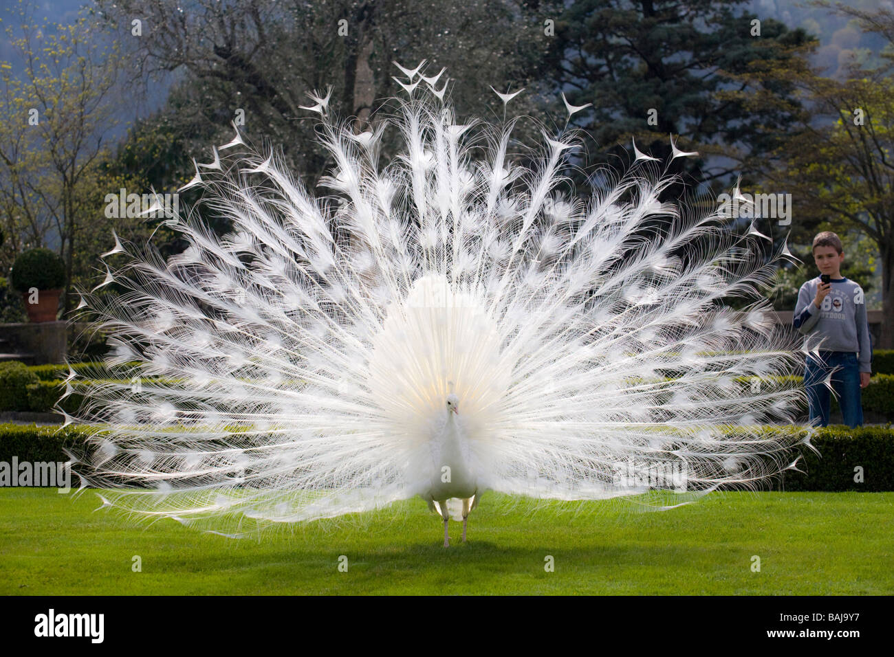 Un Paon albinos mâle (Pavo cristatus) répandre sa queue (Italie). Paon bleu (Pavo cristatus) leucistique mâle faisant la roue. Banque D'Images