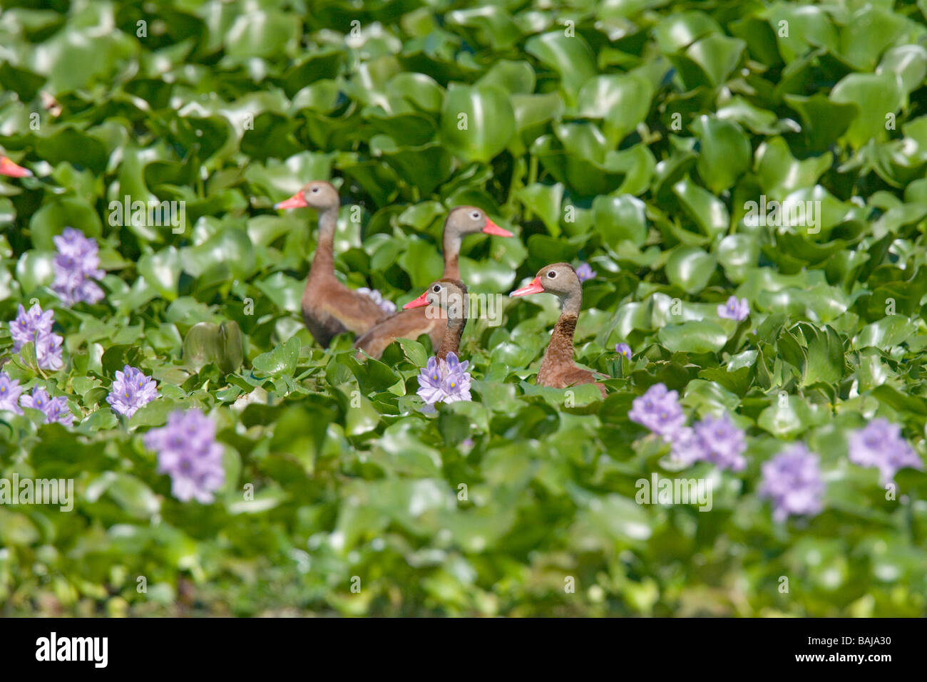 Canard sifflement à ventre noir Banque D'Images