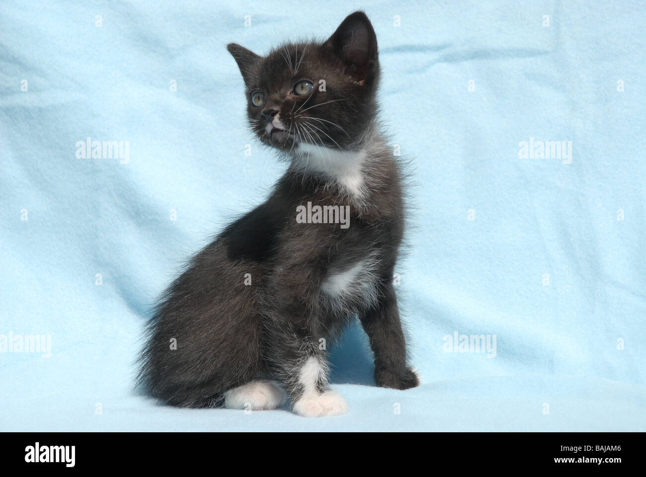 Chaton noir et blanc Banque D'Images