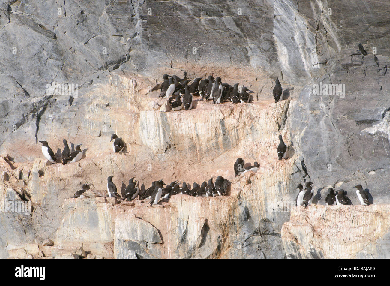 Colonie de Guillemots de Brünnich Spitsbergen Banque D'Images Colonie de Guillemots de Brünnich Spitsbergen Banque D'Images