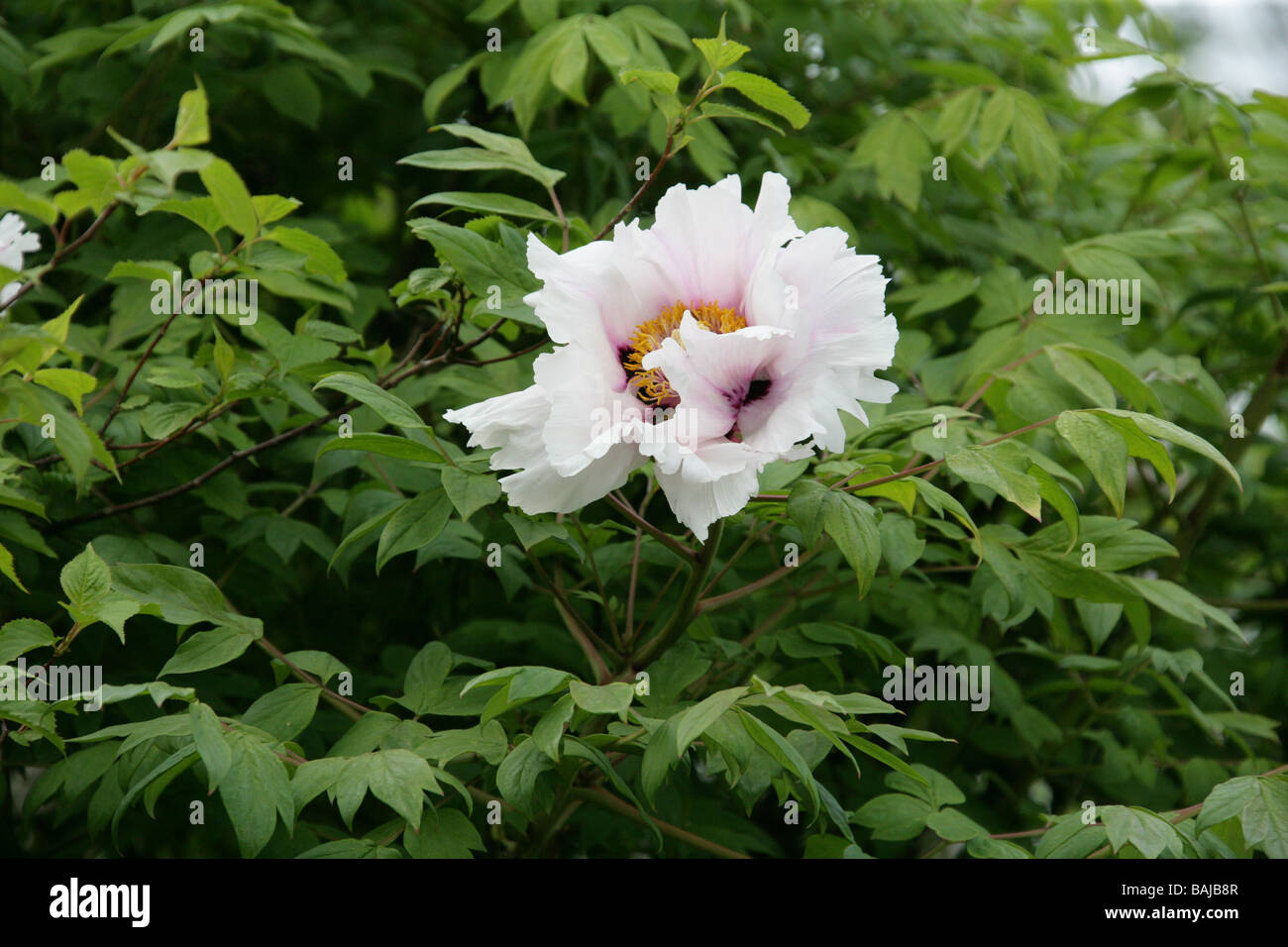 Du rock ou du Rock de la pivoine, pivoine arbustive Paeonia suffruticosa, Vivaces, syn. Paeonia rockii Banque D'Images