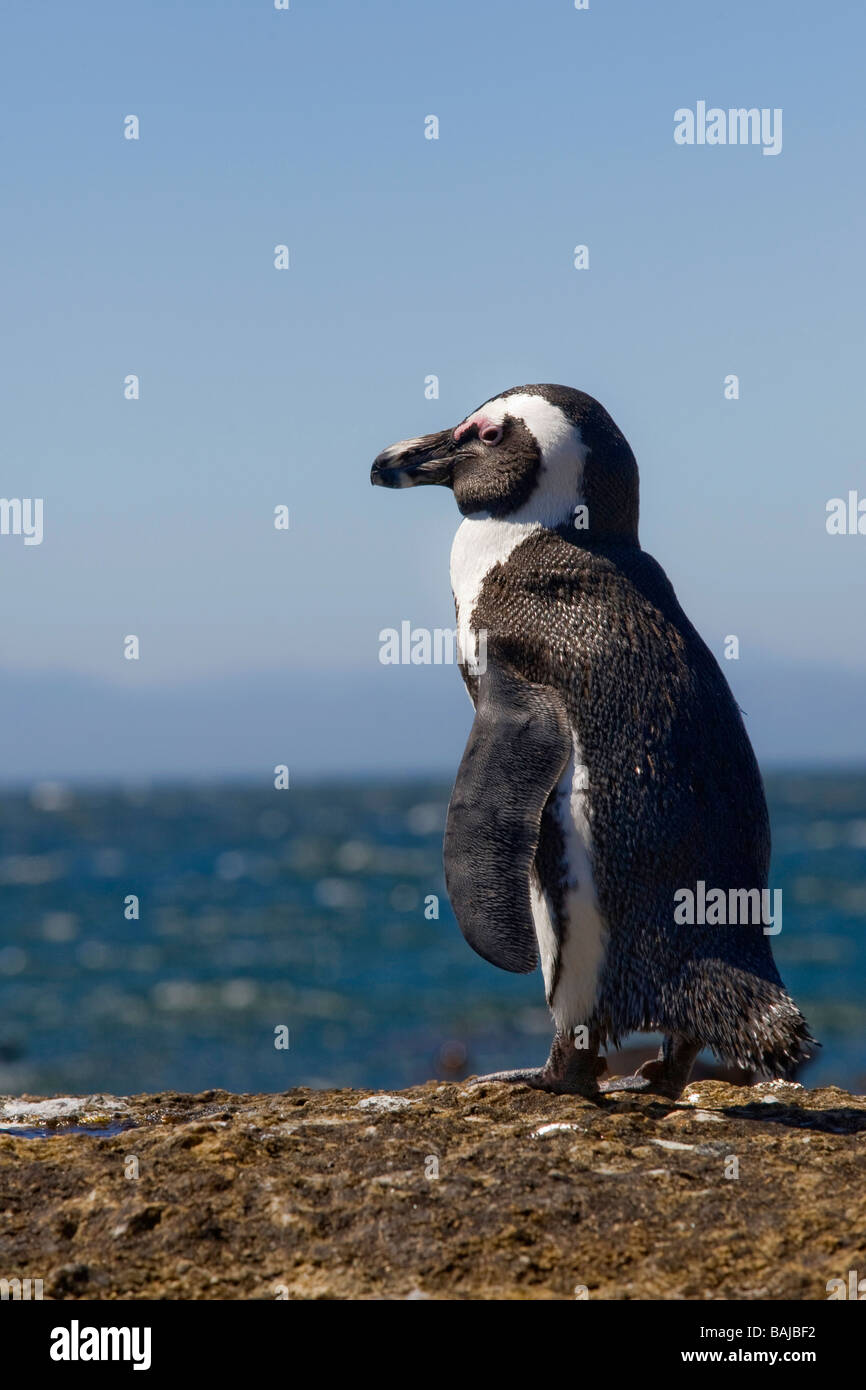 Manchot Spheniscus demersus à Boulder Beach Simon's Town Afrique du Sud Banque D'Images