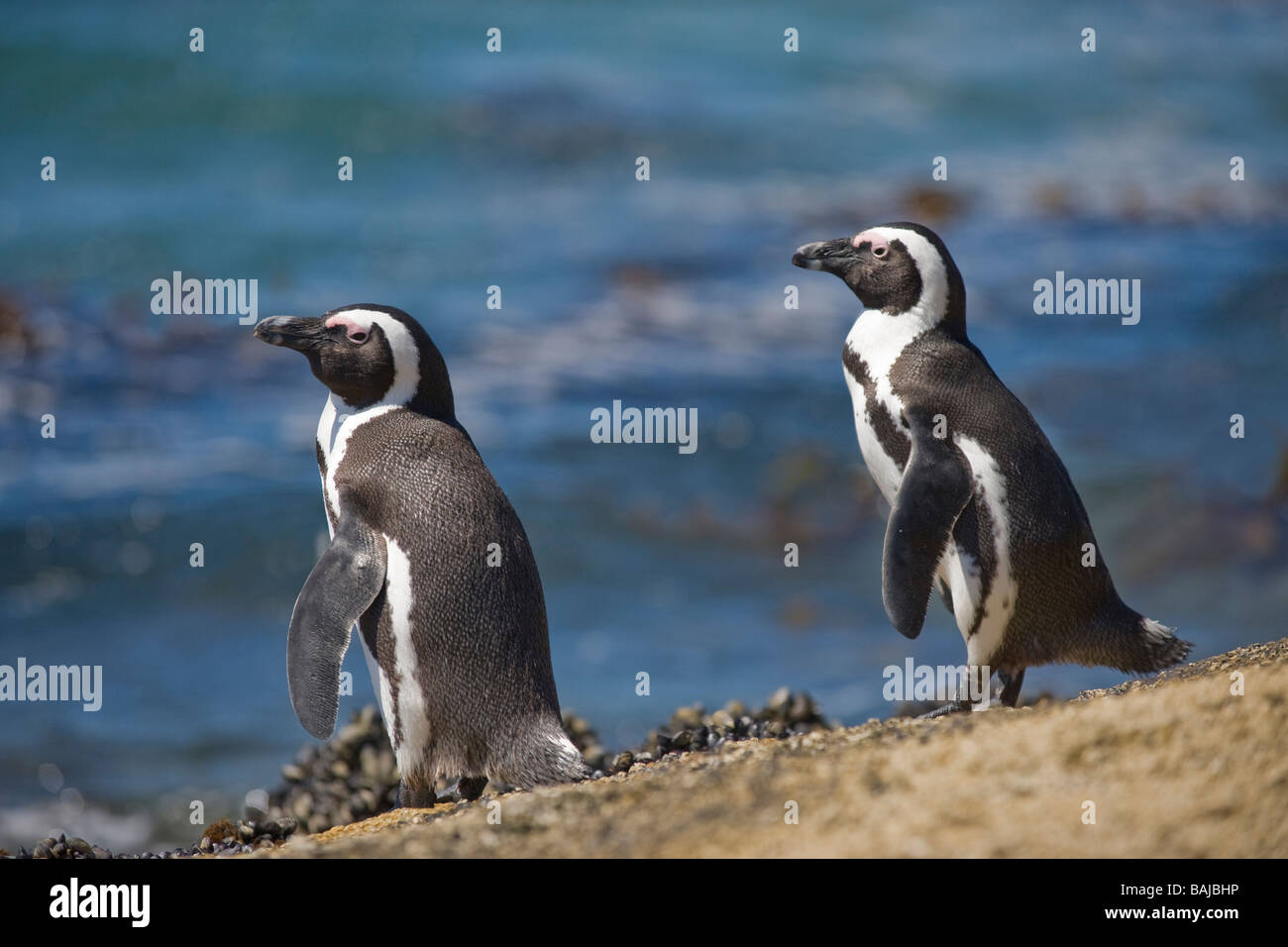 Manchot Spheniscus demersus à Boulder Beach Simon's Town Afrique du Sud Banque D'Images