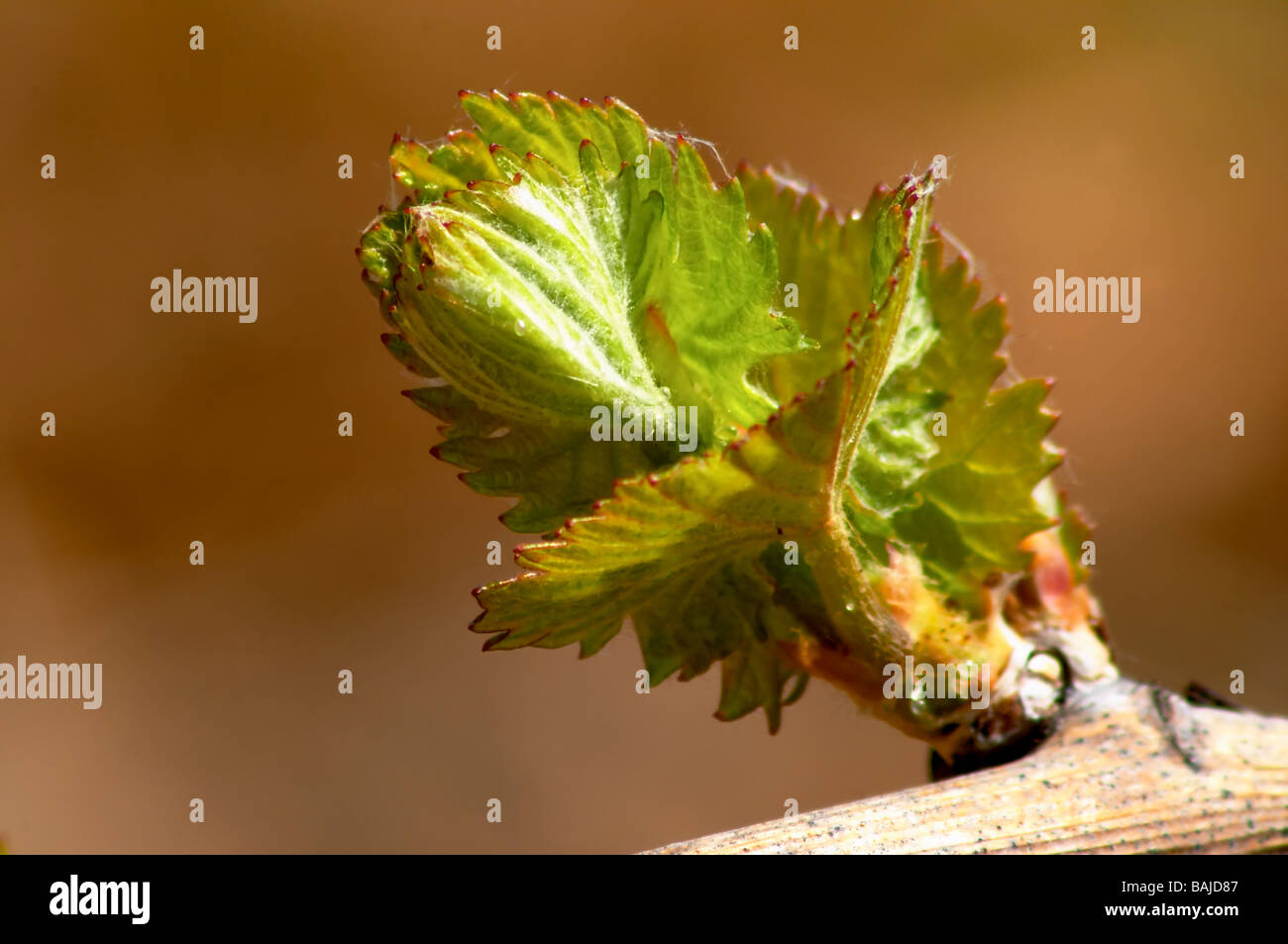 Débourrement sur la vigne Chardonnay batard-m puligny-Montrachet Côte de beaune bourgogne france Banque D'Images