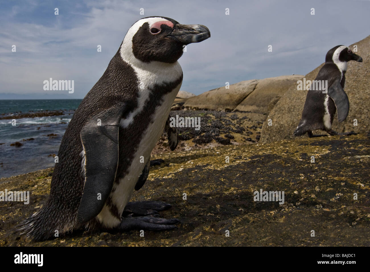 Manchot Spheniscus demersus à Boulder Beach Simons Town Afrique du Sud Banque D'Images