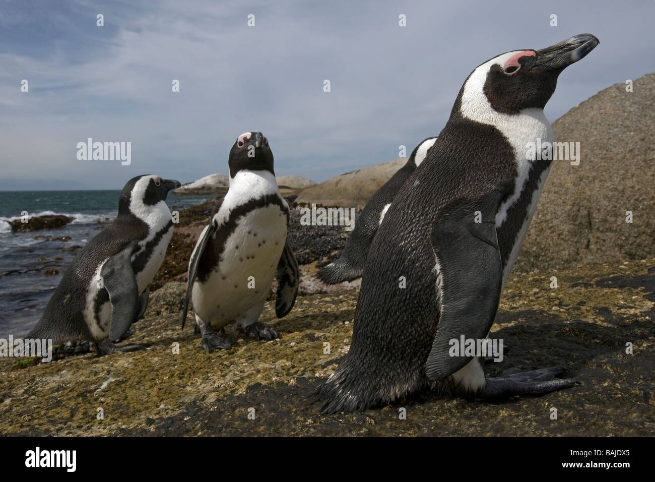 Manchot Spheniscus demersus à Boulder Beach Simons Town Afrique du Sud Banque D'Images