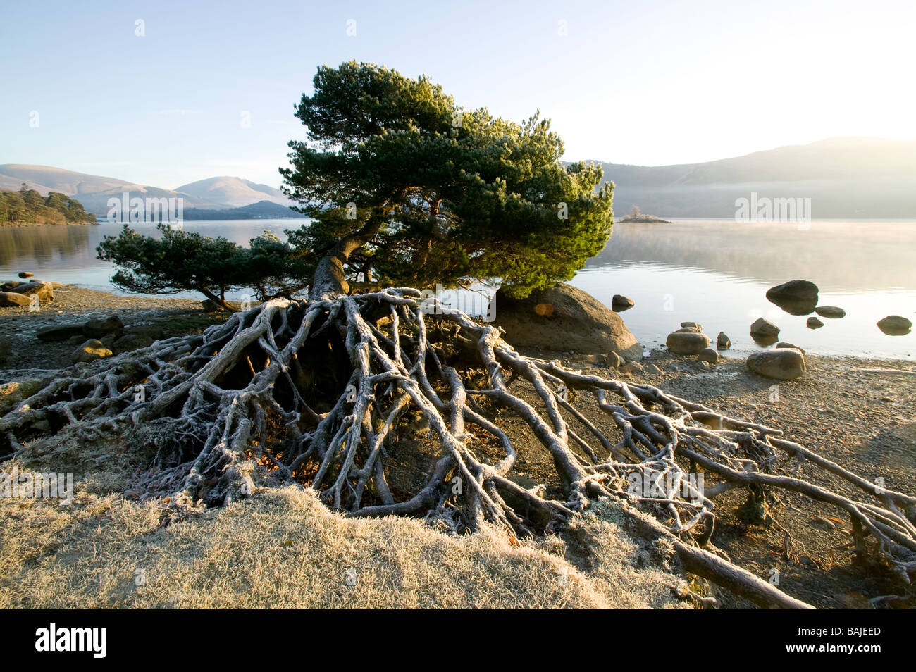 Arbre sur le bord de l'eau avec des racines exposées derwent système sur un matin d'hiver glacial Banque D'Images