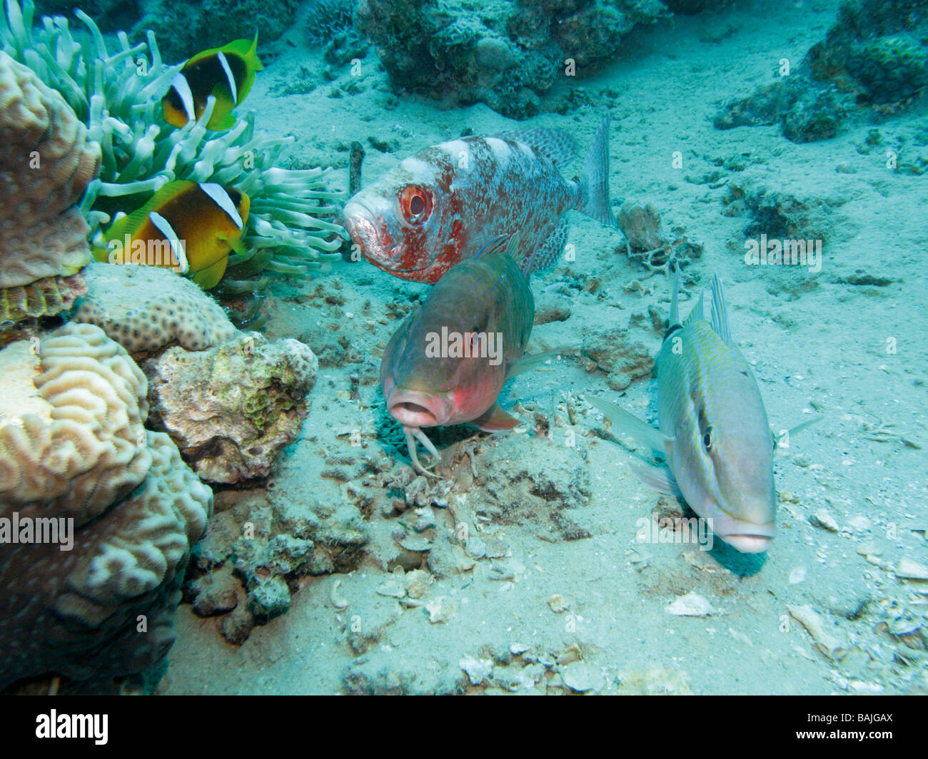 Mer Rouge poissons chèvres appartient à la famille Mullidate Goggle Eye appartient à la famille Priacanthidae Banque D'Images