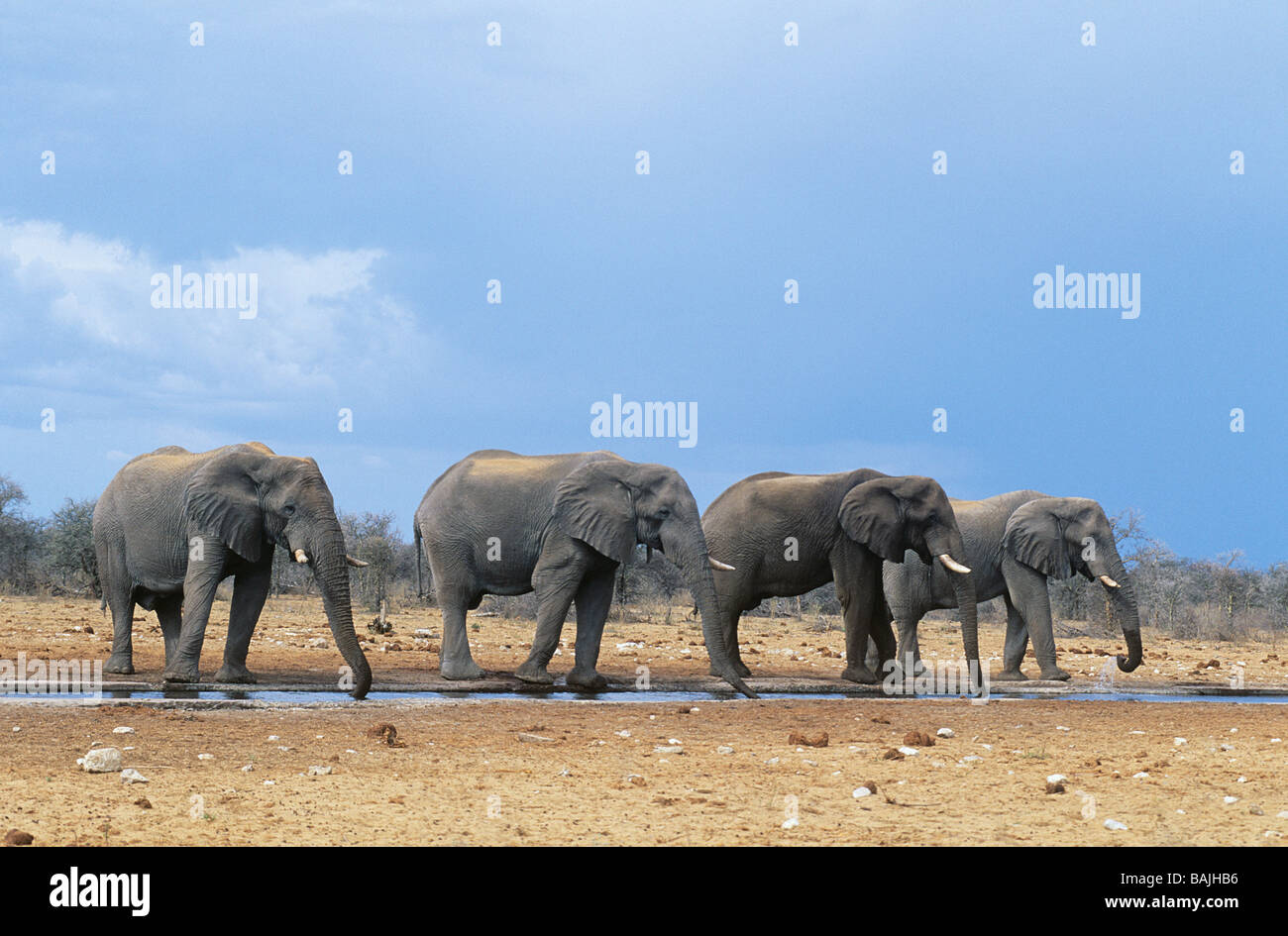 Quatre éléphants d'Afrique (Loxodonta Africana) dans une rangée Banque D'Images