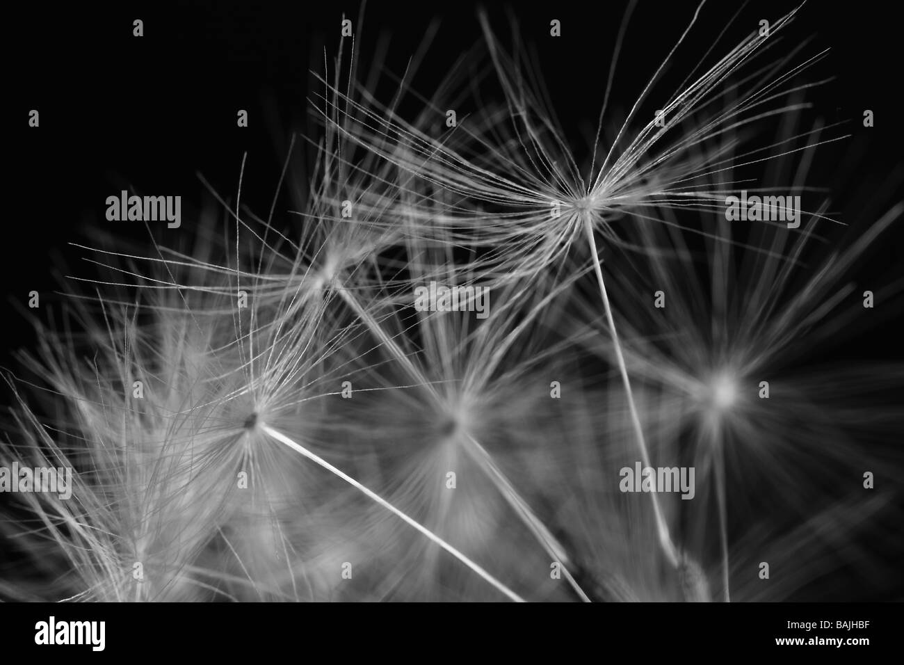 Avec les graines de pissenlit prêt pour la dispersion Banque D'Images