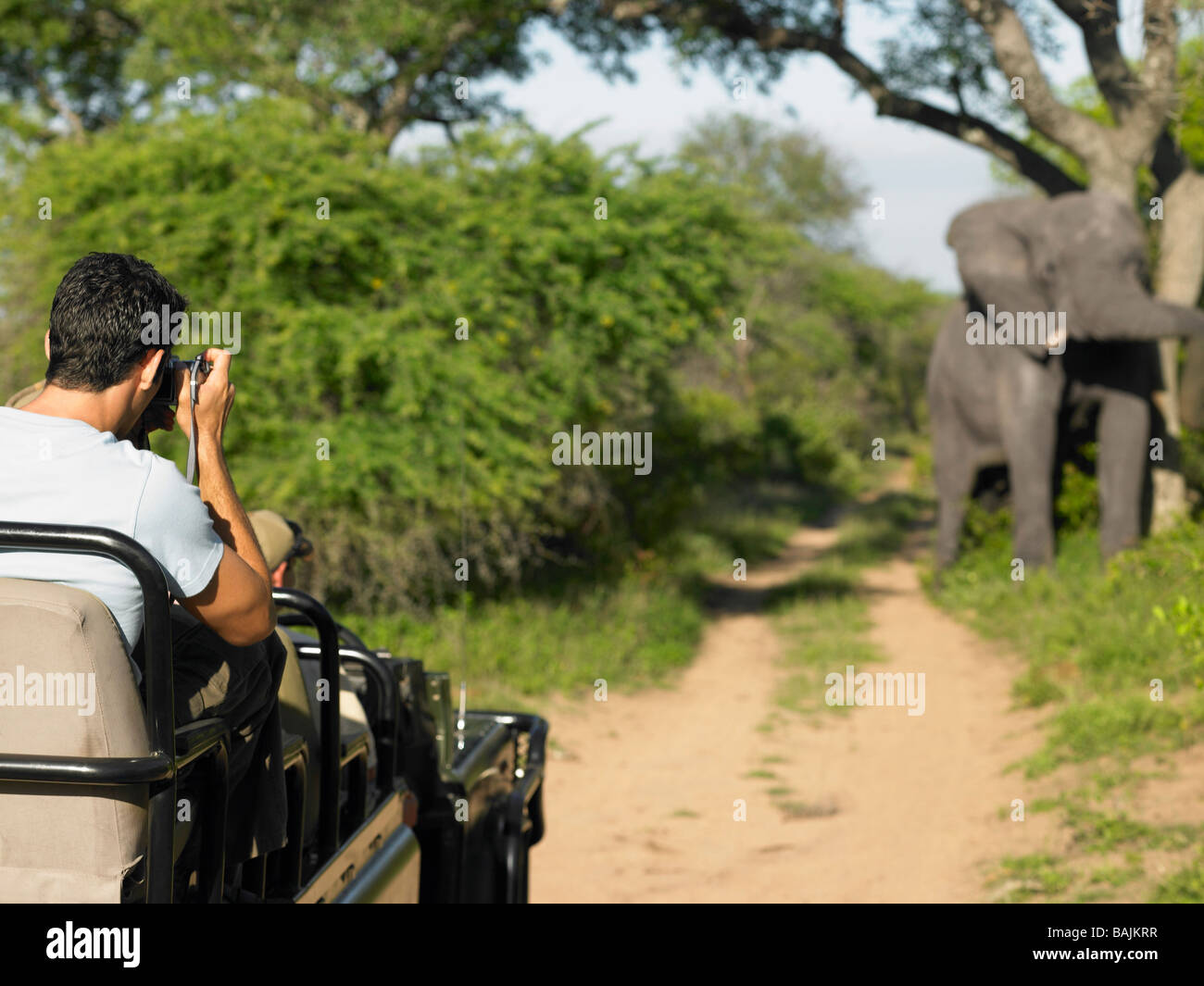 Man on safari, photo de l'éléphant, vue arrière Banque D'Images