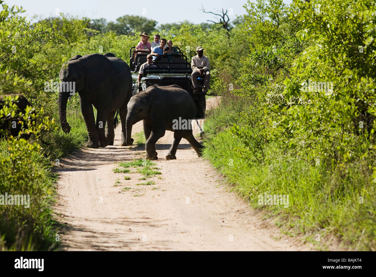 Deux éléphants crossing road, jeep avec les touristes en arrière-plan Banque D'Images