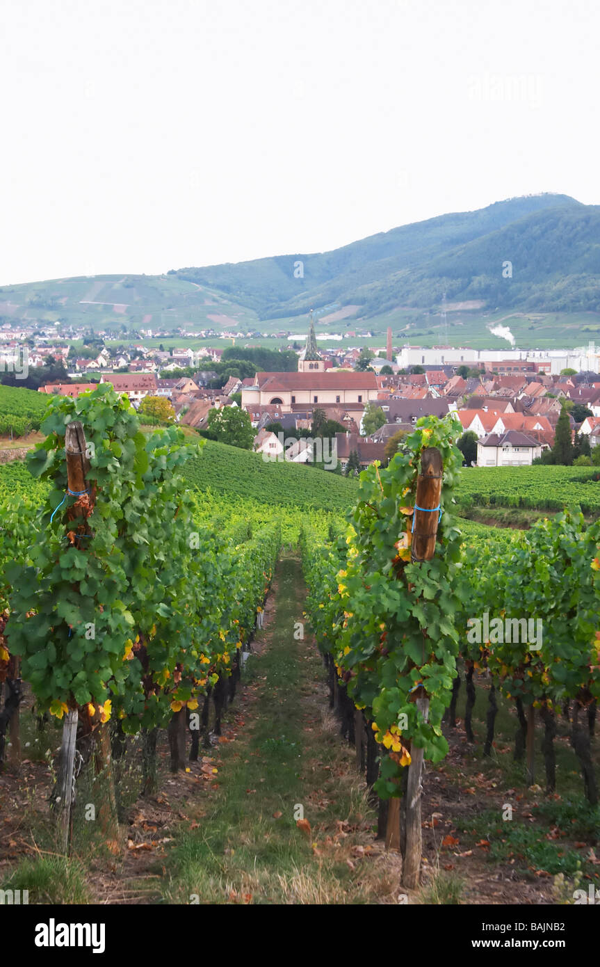 Vignoble vue village de turckheim alsace france marque gc Banque D'Images