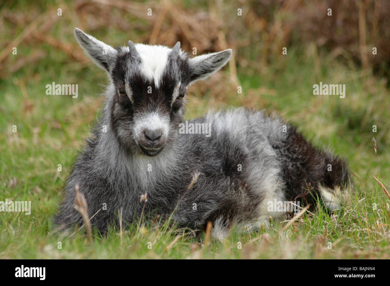 Jeune chèvre sauvage dans la Vallée des Roches, Lynton, Devon. Banque D'Images