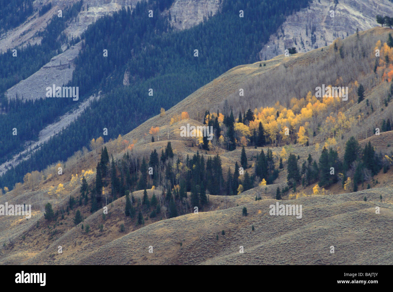 Les trembles dans Briger-Teton National Forest Banque D'Images