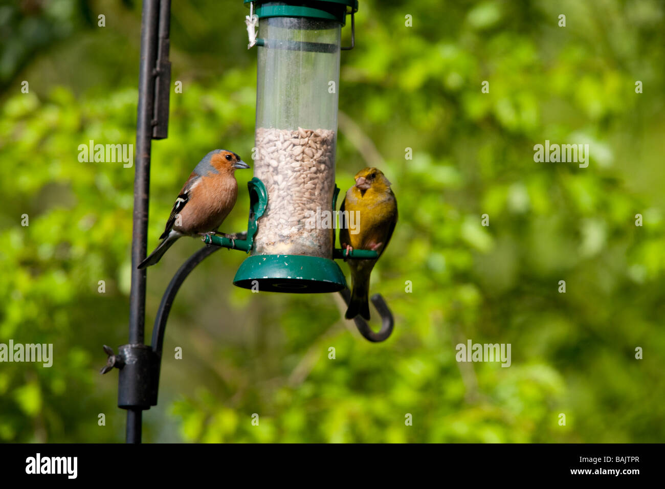 Chaffinch pinson vert et à une mangeoire pour oiseaux Banque D'Images