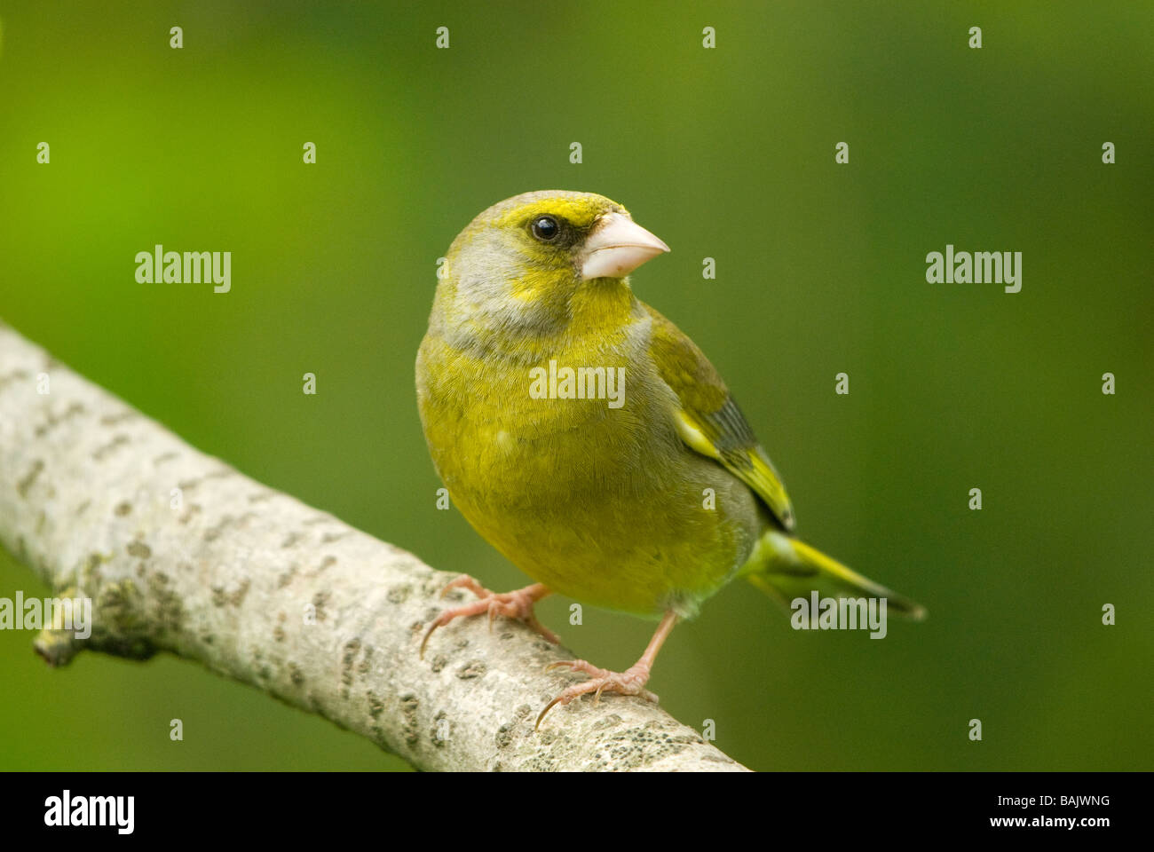 Verdier sur une branche Banque D'Images