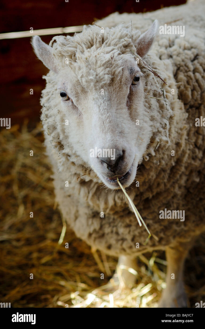 Un mouton a l'air comique avec un morceau de foin pendaison frmo sa bouche comme une cigarette. Banque D'Images