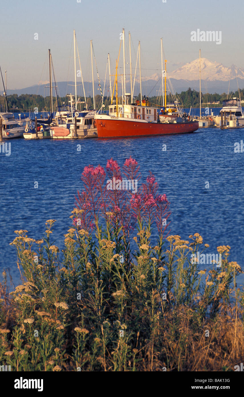 Drayton Harbor Marina avec Mt. Baker en arrière-plan Banque D'Images