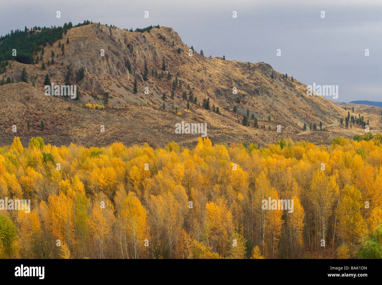 Vallée Methow trembles en zone Twisp à Washington Banque D'Images