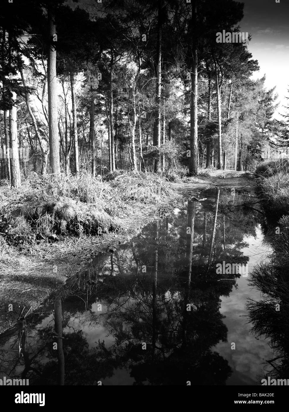 Le hillscountry lickey park dans le West Midlands Banque D'Images