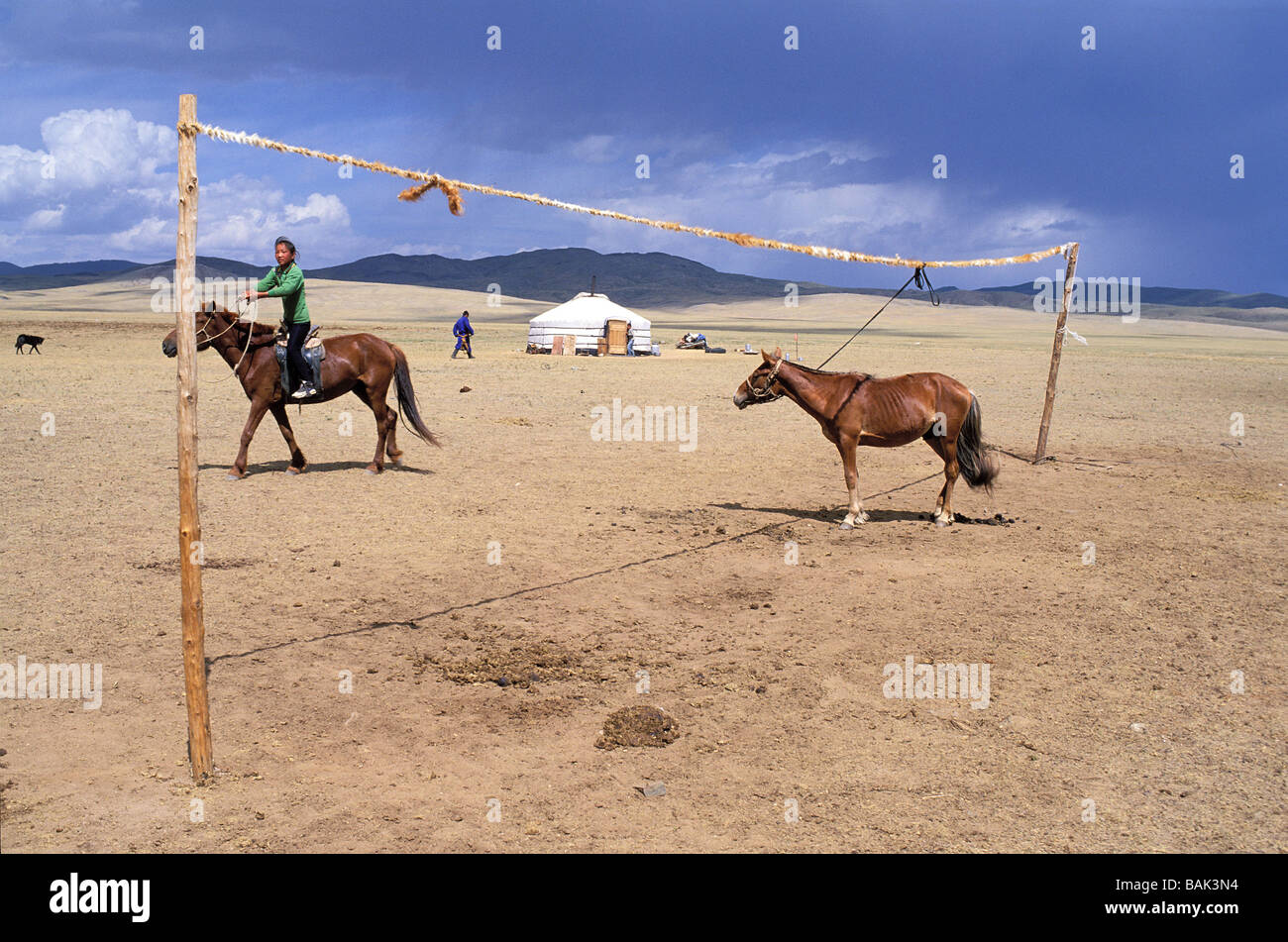 La Mongolie, province de Bulgan, des nomades et des chevaux Banque D'Images