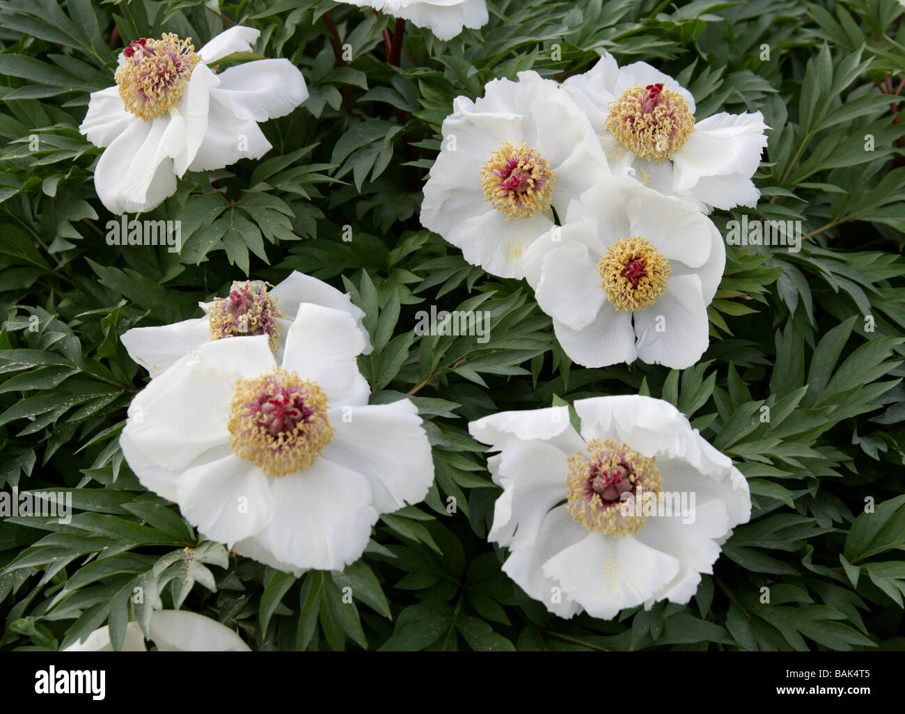 Pivoine blanche crétois, Paeonia clusii, Vivaces, Crète, Grèce Banque D'Images