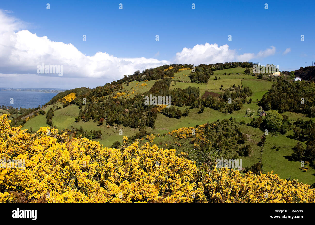 Le Chili, la région, l'île de Chiloé, l'île de Quinchao, Peninsula, balai Banque D'Images