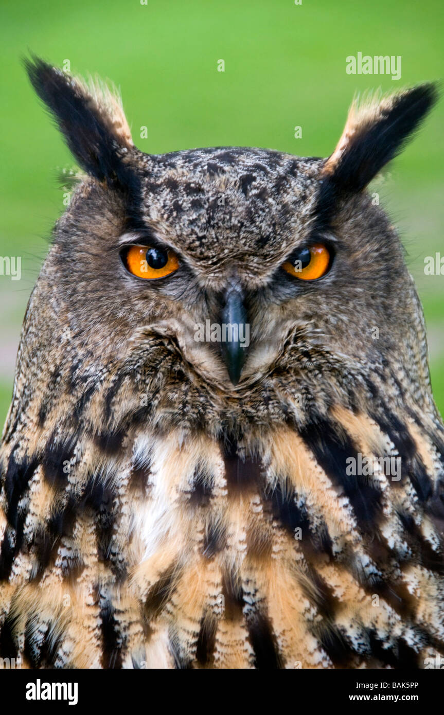 Chef d'un grand hibou , Nom latin Bubo Bubo Banque D'Images