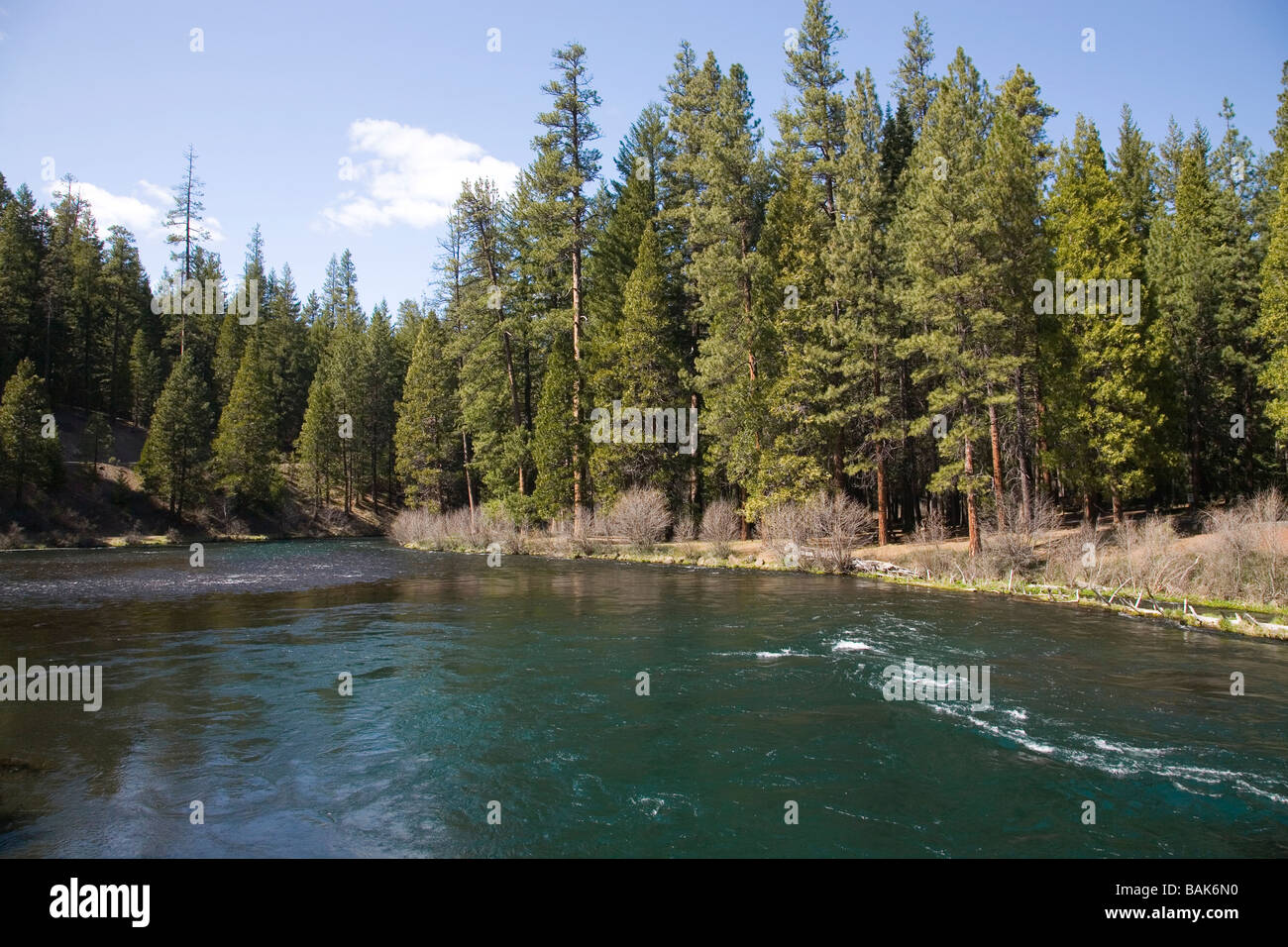 USA OREGON vue du pin ponderosa arbres le long de la rivière Metolius dans les montagnes Cascades du centre de l'Oregon Banque D'Images