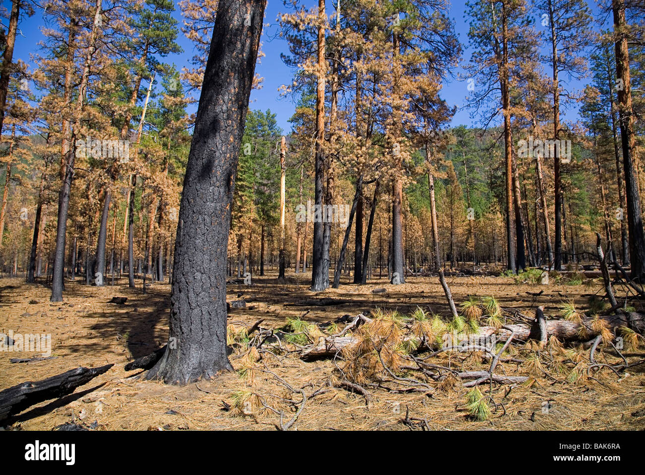 Une vue de la pin ponderosa qui ont été brûlés dans l'incendie de forêt de l'Assistant Banque D'Images