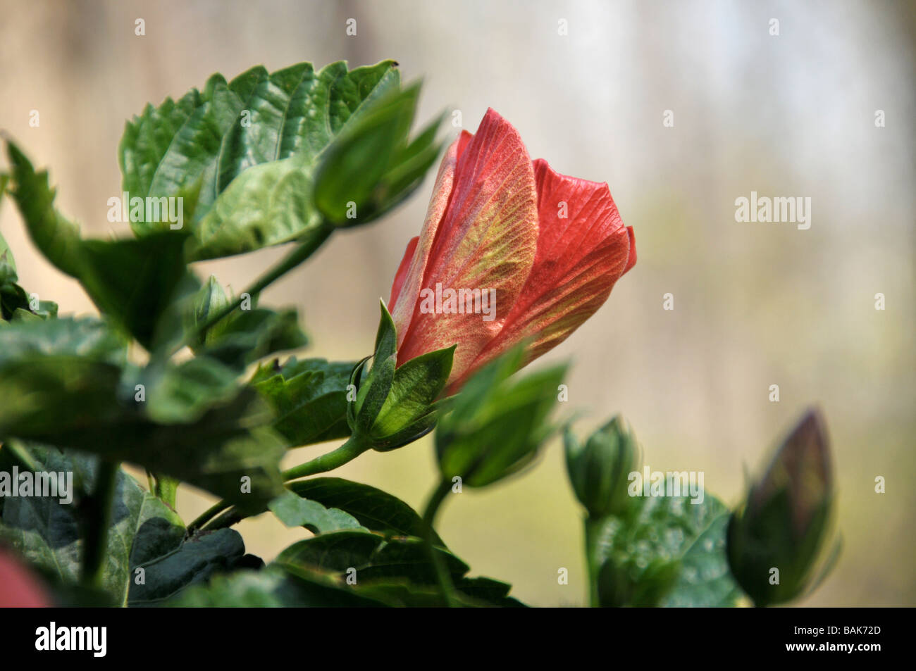 Hibiscus rouge. Banque D'Images Hibiscus rouge. Banque D'Images