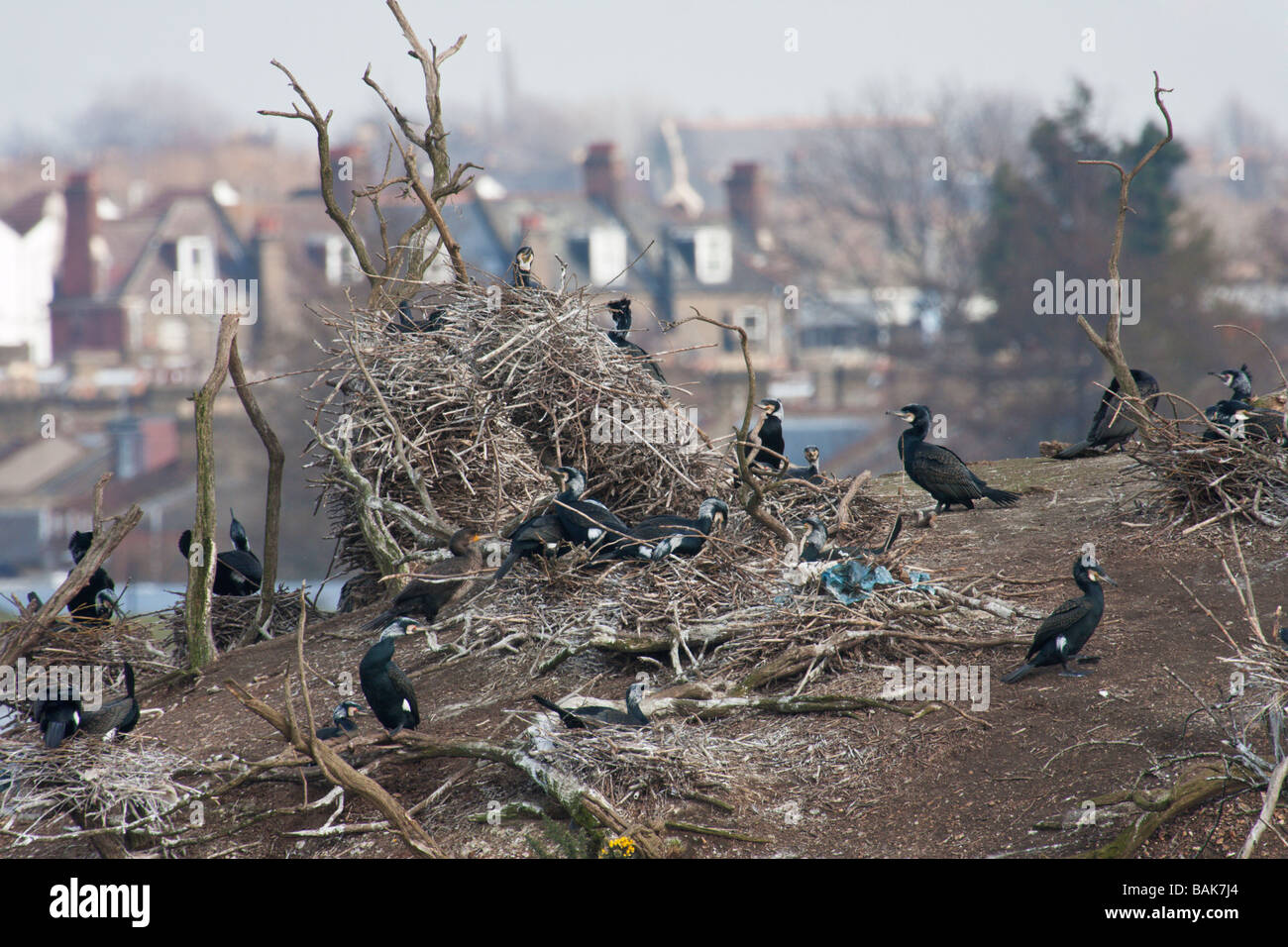 Colonie de cormorans à Walthamstow réservoirs avec maisons dans l'arrière-plan Banque D'Images