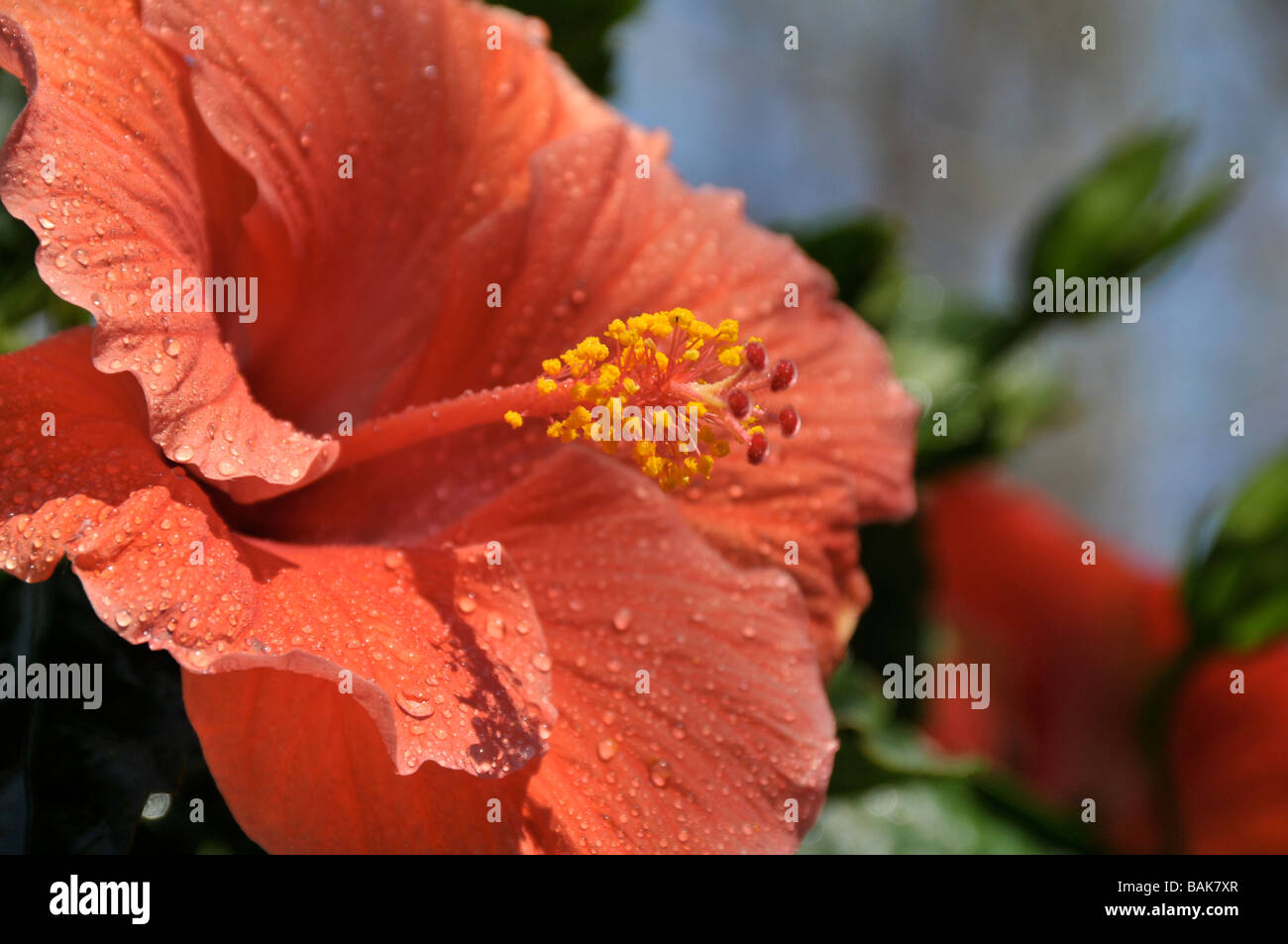 Hibiscus rouge. Banque D'Images Hibiscus rouge. Banque D'Images