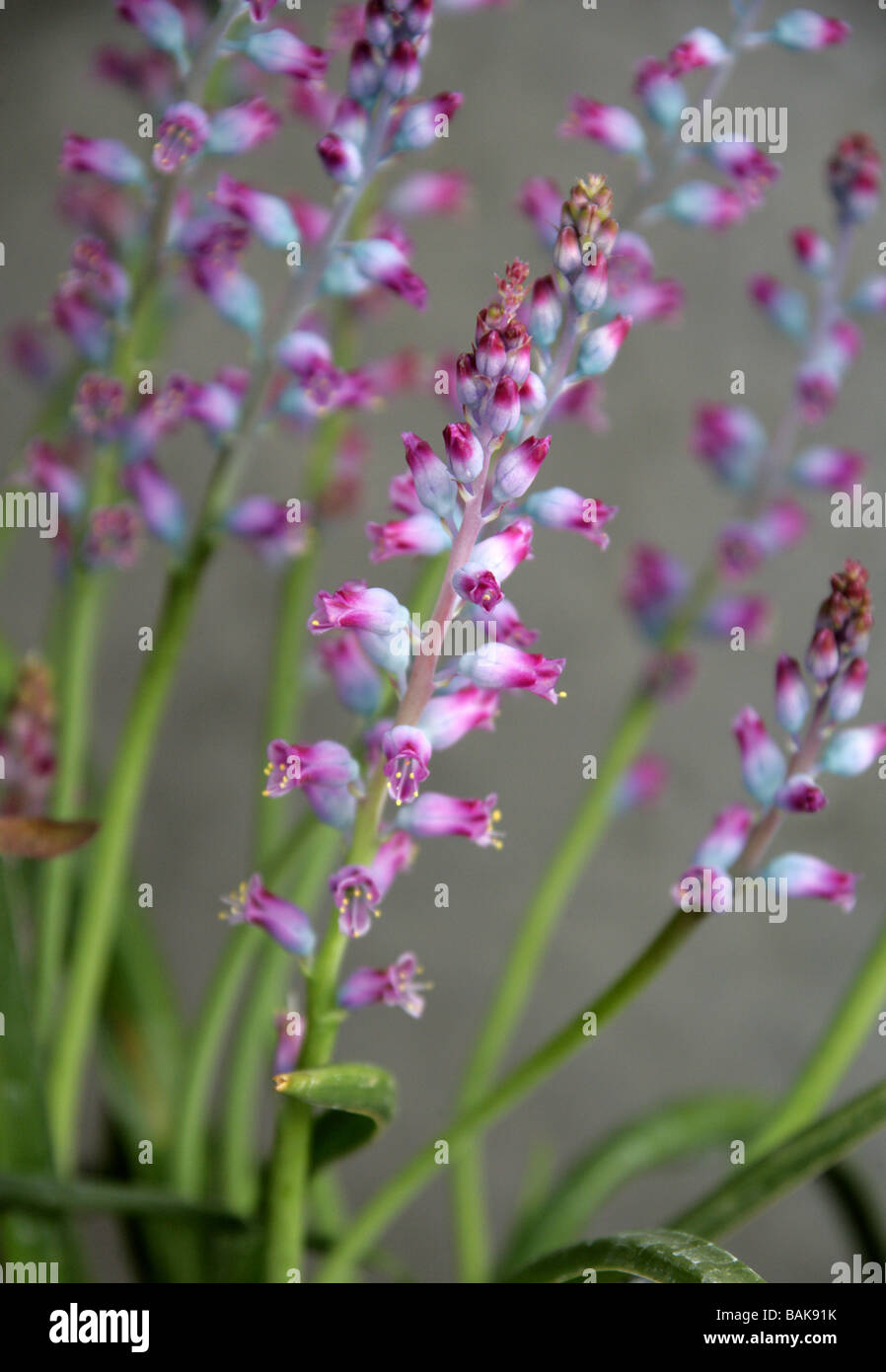 Lachenalia rosea, Hyacinthaceae, Province du Cap, Afrique du Sud Banque D'Images