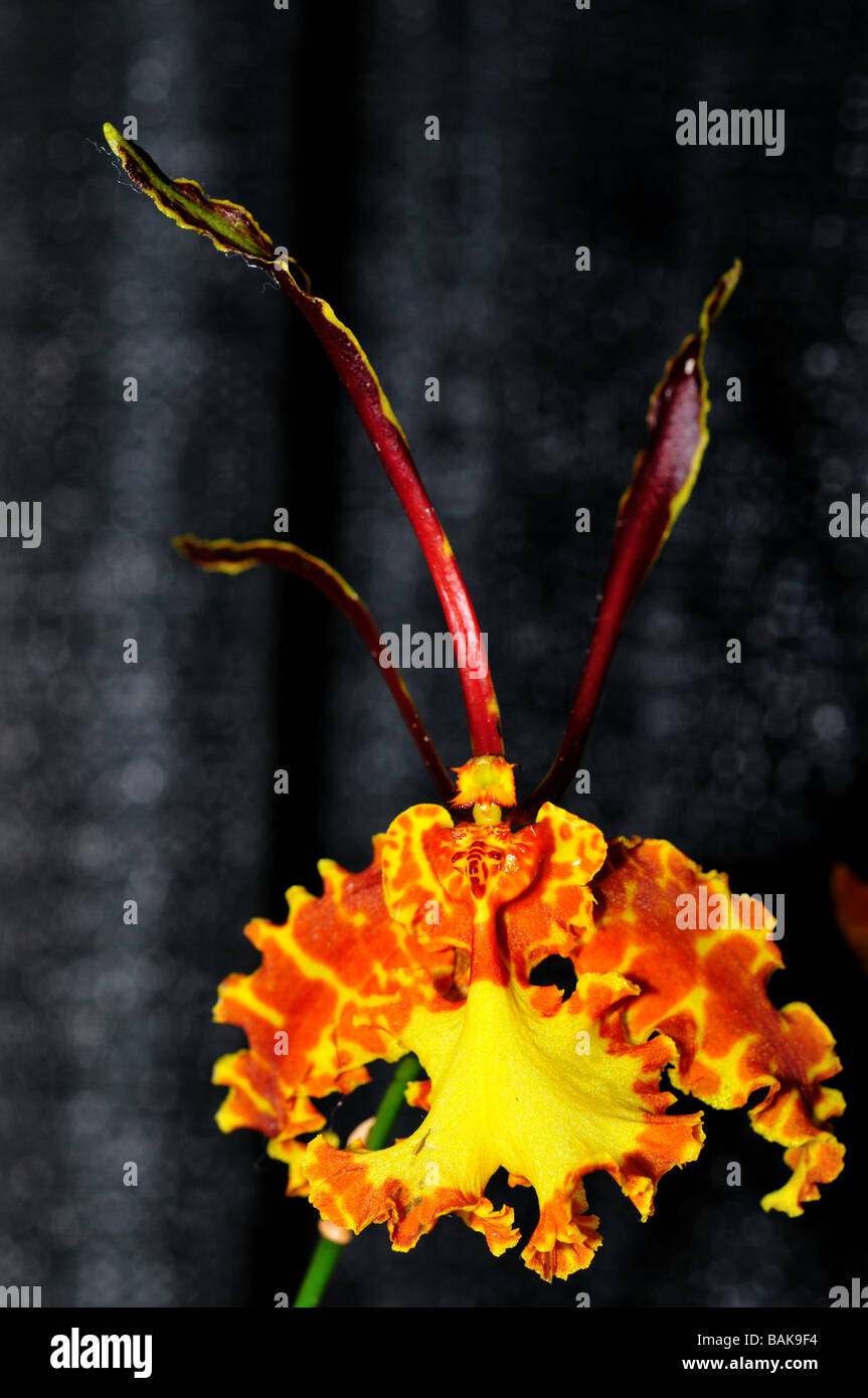 Orchidée fleur. Psychopsis papilio Oncidium jaune. Banque D'Images