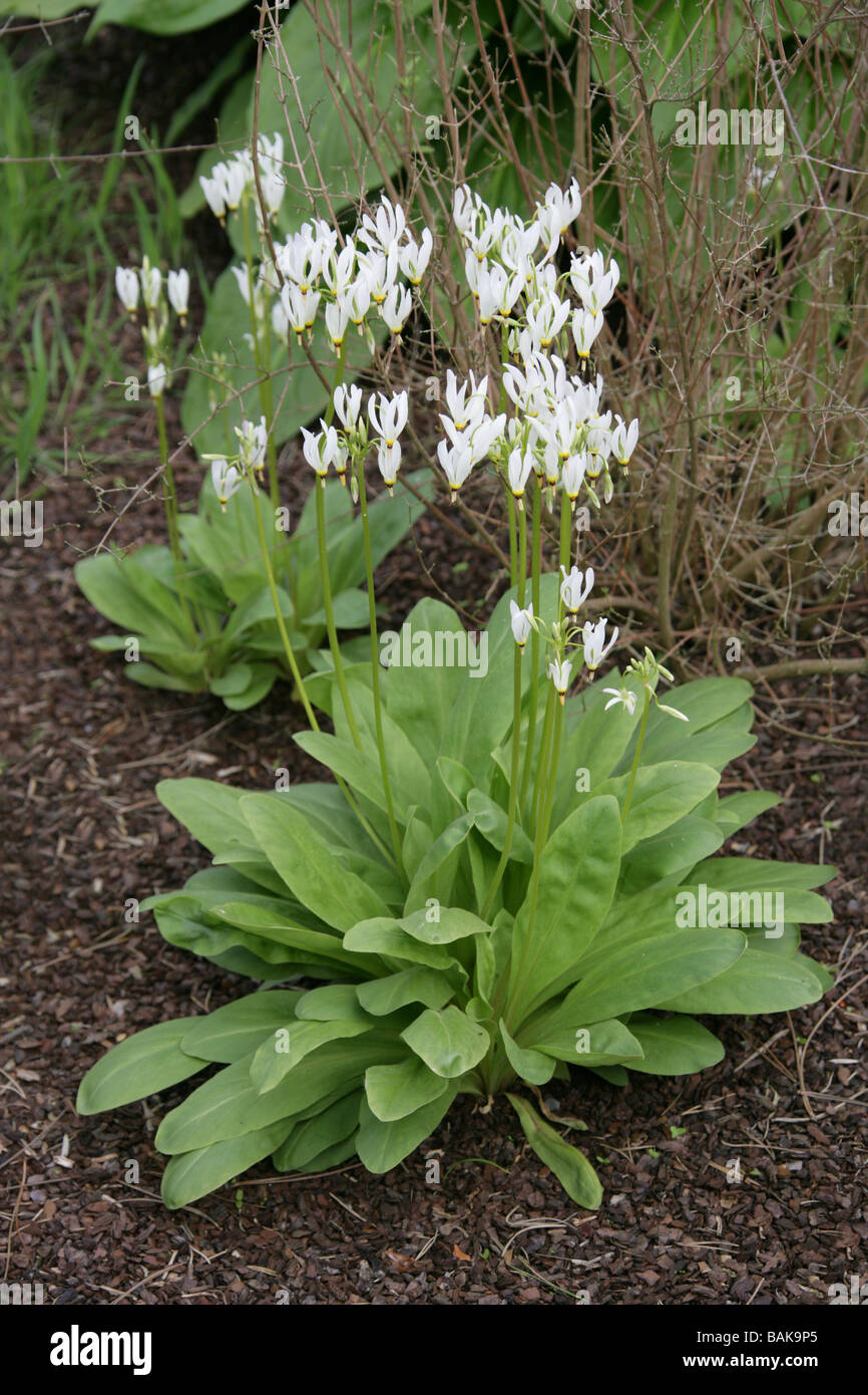 Shooting Star, Eastern Shooting Star, Pride of Ohio, American Cowslip, Roosterheads ou Prairie Pointers, Primula meadia, syn. Dodécatheon meadia. Banque D'Images