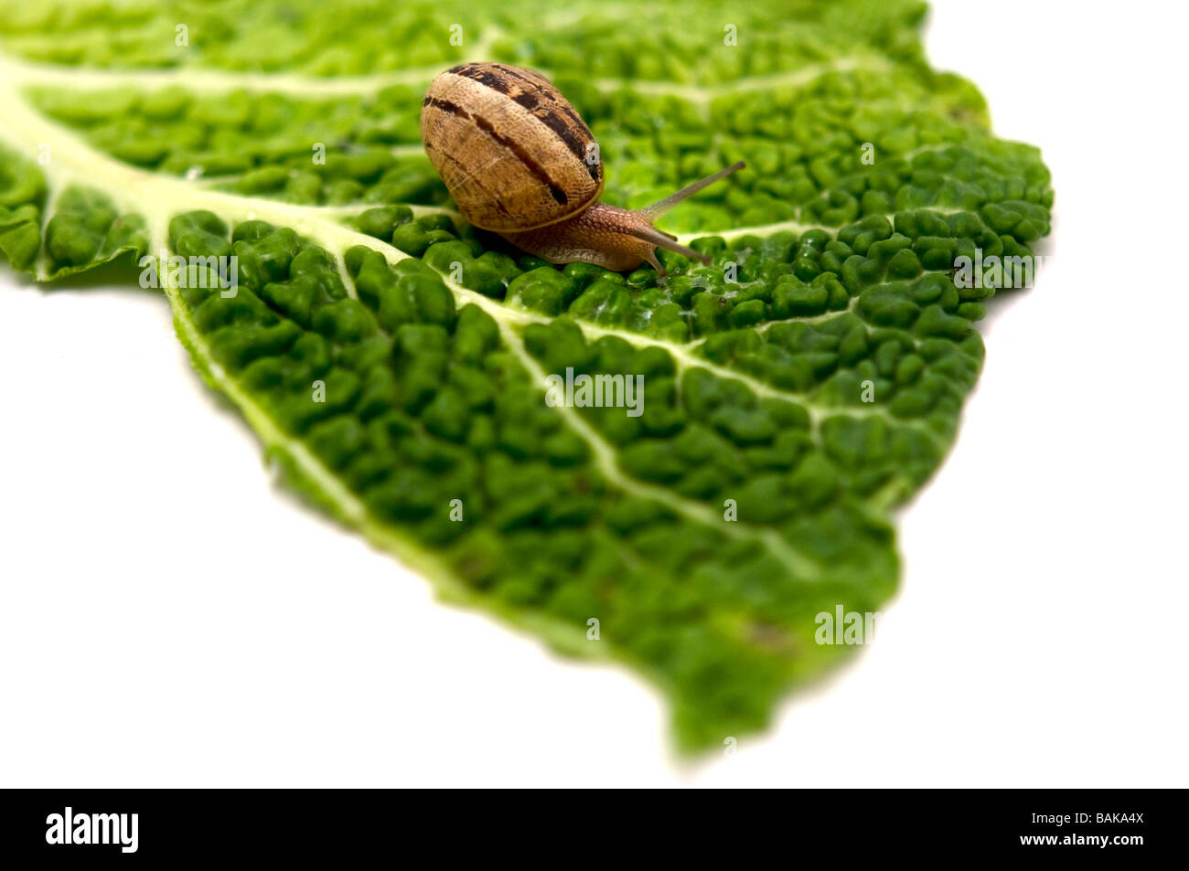Un escargot Helix pomatia sur une feuille sur un fond blanc Banque D'Images