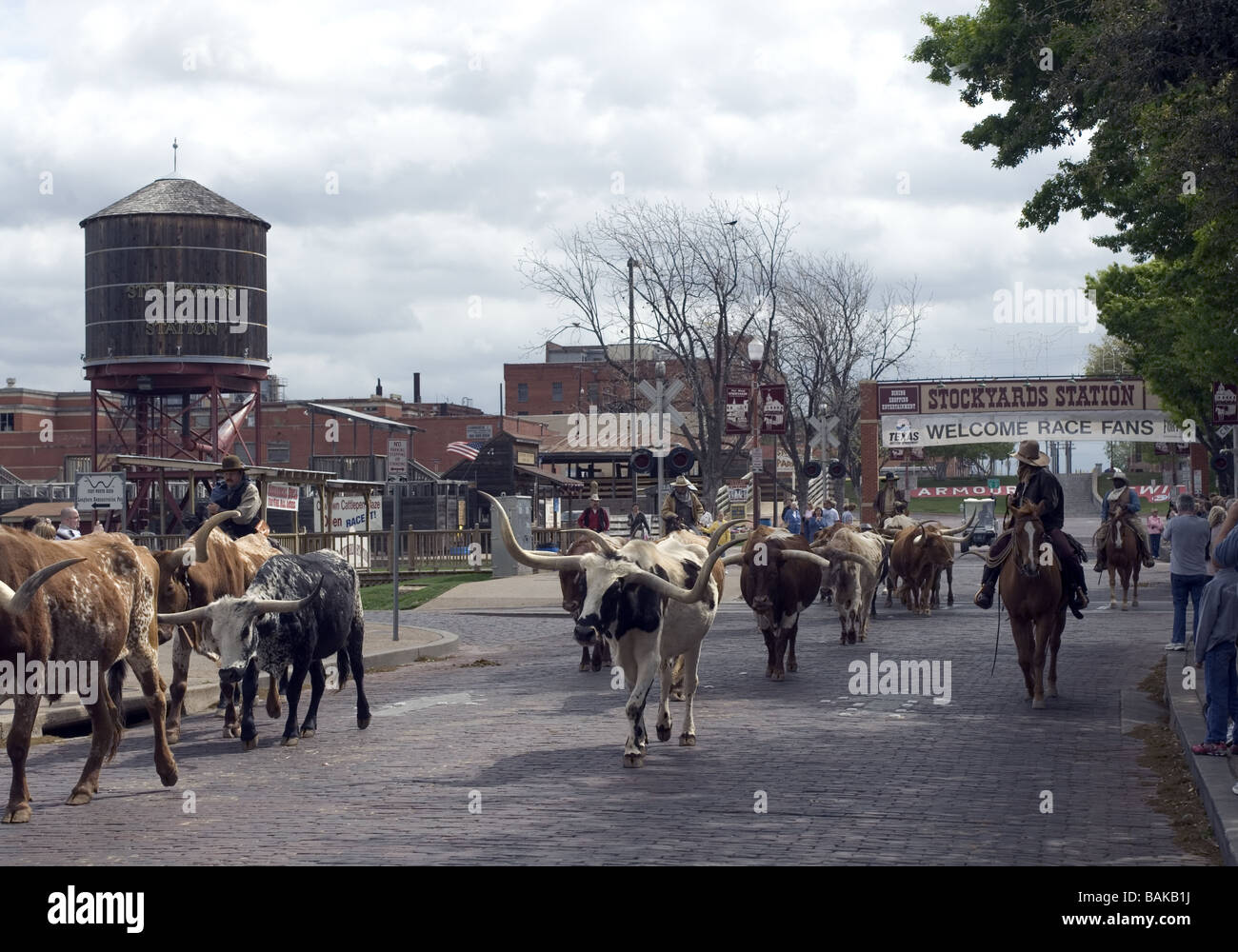 Longhorn Cattle Drive. Fort Worth Stockyards. Texas USA Banque D'Images